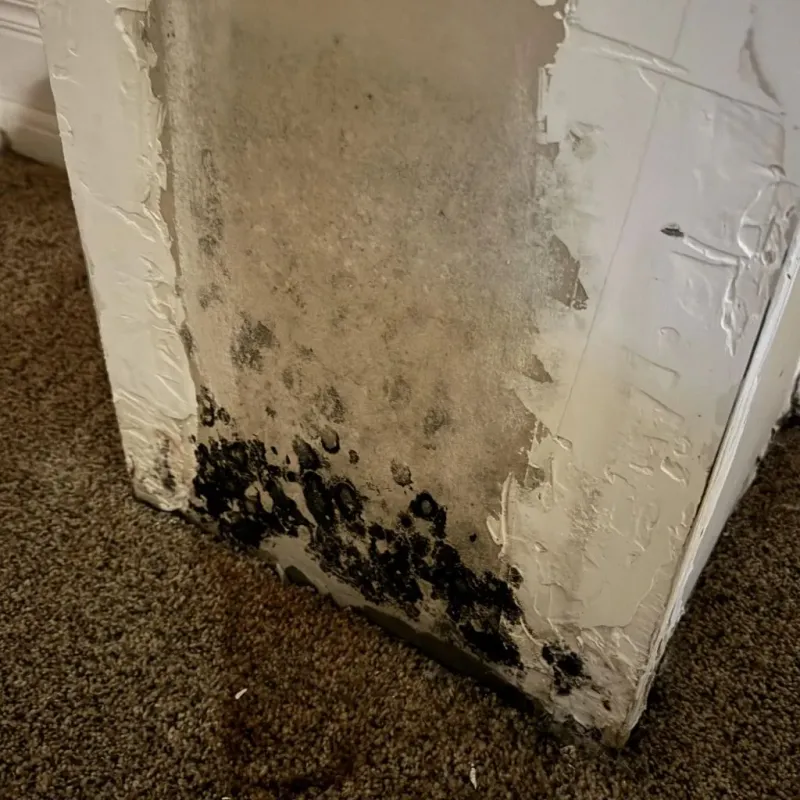 Professional Mold Removal in Wolcottville, IN